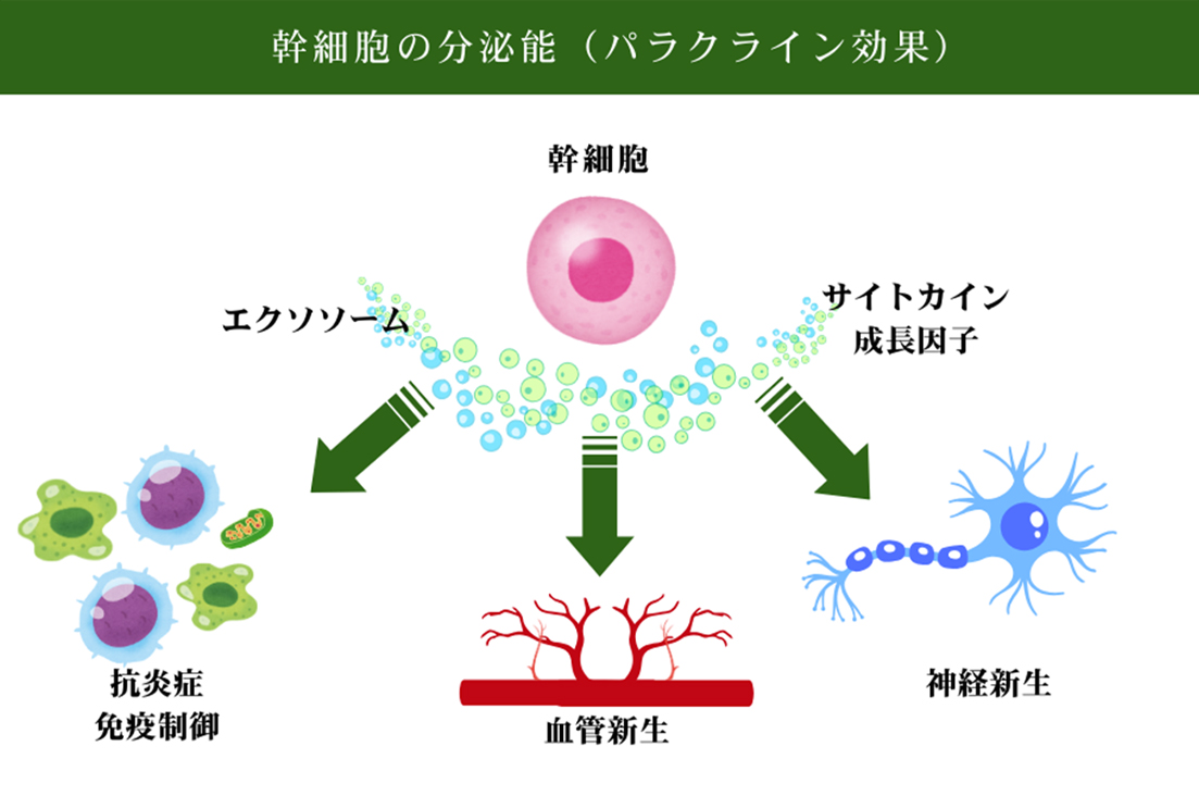 幹細胞の分泌能(パラクライン効果)