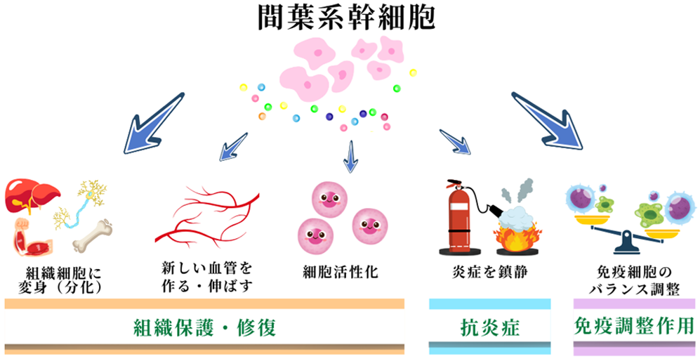 脂肪幹細胞による治療の効果