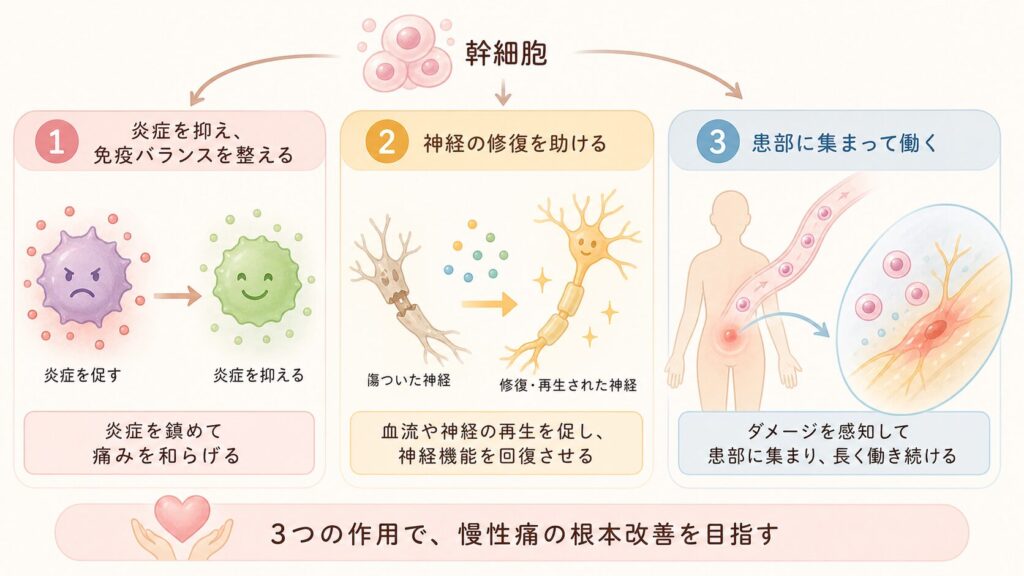 幹細胞が痛みを和らげる仕組み – 3つの作用機序

ADMSCが慢性痛を軽減する背景には、大きく分けて次の3つの作用があると考えられています。

炎症の抑制と免疫調整: 幹細胞は炎症を促すサイトカイン（TNFαやインターロイキンなど）の産生を抑え、抗炎症性のサイトカイン（IL-10など）の放出を促します。例えばマクロファージやグリア細胞の状態を、痛みを悪化させる「M1型」（攻撃型）から、修復を促す「M2型」（抗炎症型）へ転換させる作用が報告されています。慢性痛では傷ついた神経周囲に炎症細胞が集まり痛みを増幅しますが、この炎症反応自体を幹細胞が沈静化することで痛みを和らげます。

神経組織の保護・再生: 脂肪由来幹細胞は損傷した組織の修復を助ける成長因子や神経栄養因子（VEGF、NGF、GDNF など）を分泌し、血流改善や神経の再生を促進します。その結果、損傷した神経の軸索再生や髄鞘（神経の被膜）再形成が進み、神経機能が回復していきます。言い換えると、単に痛み信号を遮断するのではなく“傷んだ神経そのものを治す”アプローチで根本的な痛み軽減を目指す点が特徴です。

患部への集積（ホーミング効果）: 投与された幹細胞は血流や組織液の中を巡り、ダメージを受けた組織が発する「呼び寄せシグナル」に引き寄せられて患部に集まる性質があります。例えば神経損傷モデルの研究では、静脈注射した幹細胞が損傷神経周囲に集積し生存することが示されています。こうして必要な場所で長期間にわたり抗炎症・組織再生作用を持続的に発揮すると考えられています。

以上のメカニズムにより、ADMSC療法は慢性痛の悪循環に多面的に介入します。次章からは、具体的な疾患