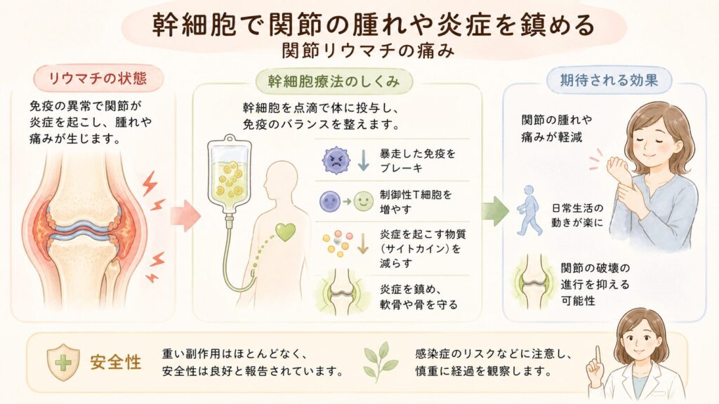 関節リウマチの痛み – 幹細胞で関節の腫れと炎症を鎮める

自己免疫疾患である関節リウマチ（RA）では、関節の滑膜が炎症を起こして腫れと痛みを生じ、進行すると軟骨や骨が破壊されていきます。RA治療の主役は免疫を抑える薬（メトトレキサートなどのDMARDsや生物学的製剤）ですが、それでも効果不十分な患者さんもいます。そうした難治性RAに対し、幹細胞療法が新たなアプローチとして模索されています。

臨床試験での効果: 2010年代から少数例ながら臨床試験が行われており、多くは点滴で幹細胞を全身投与する形で実施されています（関節へ直接注射するケースも一部あり）。結果は概ね良好で、関節の腫れや痛み、炎症反応が改善したとの報告が相次いでいます。たとえば、生物学的製剤も効かない難治性RA患者に他家脂肪幹細胞を点滴したヨーロッパの試験では、治療後3ヶ月で症状が20%以上改善した患者が25%前後に達し、対照群（偽薬では0%）より良好というデータが得られました。症例数は少ないものの、免疫抑制剤では効果が頭打ちだった患者の一部に臨床的改善が見られたことは重要です。
また2023年のメタアナリシス研究では、「報告されている臨床試験数はまだ少ないが、大半でポジティブな転帰が得られており重大な副作用も認められない」と総括されています。総じてADMSC療法はRAの炎症と痛みを和らげる有望な手段であり、安全性も良好だというのが見解です。

免疫への作用: RAは自己免疫による炎症疾患ですから、ADMSC療法の鍵はその強力な免疫調整作用です。幹細胞は暴走した免疫を「ブレーキ」する働きを持ち、T細胞の増殖抑制や制御性T細胞の誘導、炎症性サイトカイン産生のダウンレギュレーションなど、多面的に免疫反応を穏やかにする効果があります。実験では、ADMSCが自己反応性のT細胞やB細胞の働きを抑え、関節の炎症を鎮静化することが示されています。その結果、関節の腫れ・痛みが軽減し、さらに軟骨細胞や軟骨下骨に対する保護効果（組織修復の促進）も期待されています。実際、動物モデルでは関節軟骨の破壊が幹細胞治療により減少したとの報告もあります。要するに、ADMSC療法は「関節リウマチそのものの病態を改善し、二次的に痛みを減らす」アプローチと言えます。

安全性: RA患者への臨床試験では、重篤な副作用はほとんど報告されていません。例えばある試験（前述の欧州の研究）では、53人中で重大な有害事象は1件（軽度の脳梗塞）のみで因果関係も不明確、その他は一過性の下痢や関節痛の増悪（一時的な症状悪化）が見られた程度でした。生物由来の新薬（バイオ製剤）と比べても副作用プロファイルは良好と言え、自己脂肪から取った細胞ゆえに長期的にも体に馴染みやすいと考えられています。ただし、免疫をいじる治療である以上は感染症のリスクなど慎重な経過観察が必要です。