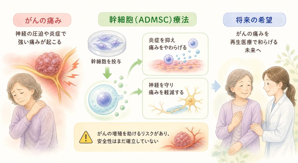がん性疼痛 – 幹細胞はがん由来の痛みも和らげる？

末期がんに伴う激しい痛み（がん性疼痛）はモルヒネなどのオピオイド鎮痛薬でも十分コントロールできないことがあります。がんそのものが神経を侵した痛みや骨転移の痛みに対し、ADMSC療法が有効かどうかは、まだ研究が始まったばかりです。理論的には、幹細胞の抗炎症・神経保護作用が腫瘍周囲の炎症や神経圧迫による痛みを緩和しうると考えられます。また、放射線治療後の組織ダメージ修復や、化学療法による神経障害性の痛み（手足のしびれなど）の改善にも応用できる可能性があります。
現状では、癌患者さんへの明確な臨床試験データはほとんどありません。一部の前臨床研究（動物実験）で、骨に腫瘍を作ったモデルマウスに幹細胞を投与すると痛みの行動指標が改善したという報告や、幹細胞から放出されるエクソソームが腫瘍周囲の炎症を抑えたという結果が出始めています。しかし、がん患者に対して幹細胞を使うことには慎重な姿勢が求められます。というのも、幹細胞は組織修復を助ける一方で血管新生や免疫抑制を誘導するため、場合によっては腫瘍の増殖を助長してしまうリスクも指摘されているからです。実際、「培養上清中の幹細胞由来因子は抗腫瘍免疫を高める一方で、腫瘍増殖への影響は不明瞭であり、がん治療への利用には慎重を期すべき」との専門家見解があります。

以上より、がん性疼痛へのADMSC療法はまだ臨床研究段階であり、効果の有無も安全性も確立していません。現在進行中の試験でエビデンスが蓄積されるのを待つ必要がありますが、将来的に「がんの痛みも再生医療で和らげる」時代が来るかもしれません。