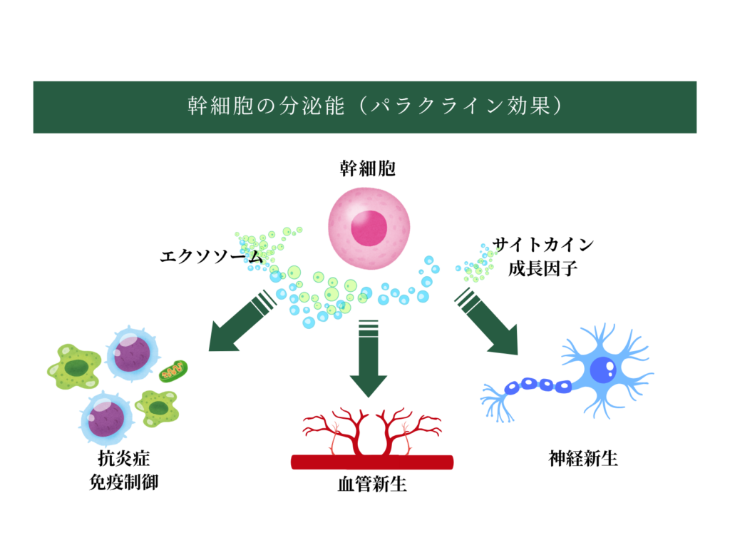 幹細胞治療のメカニズム
自己脂肪由来幹細胞(ADSC)を培養し、点滴で静脈内に投与すると、幹細胞は血流に乗って損傷部位に集積します。そこで幹細胞が発揮する主な作用は次の3つです。
パラクライン効果(栄養因子の分泌):幹細胞は神経栄養因子(BDNFやGDNFなど)や成長因子を豊富に分泌します。これらの物質が損傷した神経細胞を保護し、生き残った神経細胞の働きを活性化させます。
血管新生の促進:幹細胞が分泌するVEGFなどの因子が、脳の血管を新たに作り直すことを促します。血流が改善されることで、酸素と栄養が脳全体に行き渡りやすくなります。
抗炎症作用:脳梗塞後の脳内には慢性的な炎症が残っていることがあります。幹細胞はこの炎症を鎮め、脳が回復しやすい環境を整えます。
神経保護作用:幹細胞は損傷を受けた神経細胞の細胞死(アポトーシス)を抑制する因子を分泌します。これにより、まだ生きているものの弱っている神経細胞を守り、脳梗塞後に進行するダメージの拡大を食い止める働きがあります。