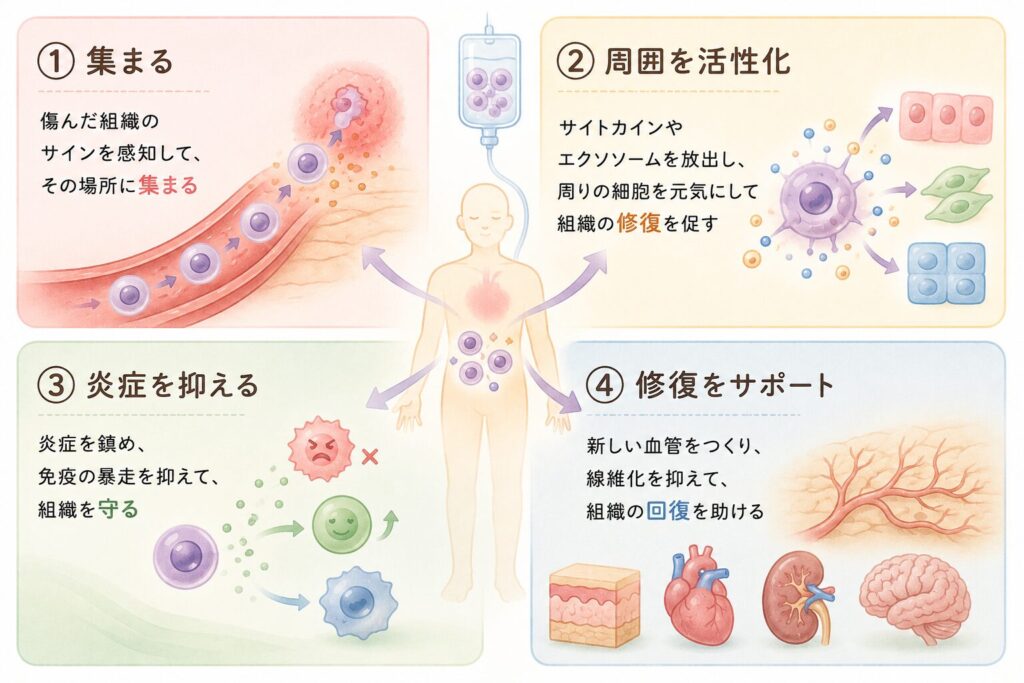 投与された幹細胞が体内で何をしているか(4つの働き)
ここが幹細胞治療の核心です。点滴で入った幹細胞は、体内で次の4つの働きをします。
① ホーミング(傷んだ組織に集まる)
幹細胞は、炎症や損傷を起こしている組織から出る化学信号(ケモカイン)を感知し、血流に乗ってその場所に集まる性質を持っています。これを「ホーミング(homing)」と呼びます。膝の関節に炎症があれば膝に、肝臓に線維化があれば肝臓に――自分が「呼ばれた場所」へ向かう仕組みです。Hallmarksの⑪慢性炎症(inflammaging)が起きている場所ほど、幹細胞が集中して働きやすくなります。
② パラクライン効果(周囲の細胞を活性化する)
ホーミングして集まった幹細胞は、その場でサイトカイン(細胞間の情報伝達物質)とエクソソーム(小さなメッセージカプセル)を大量に放出します。これらが周囲の細胞に届くと、傷んだ細胞の修復スイッチが入り、組織の再生が始まります。これを「パラクライン効果(paracrine effect)」と呼びます。
意外に思われるかもしれませんが、幹細胞治療の効果の大部分は、幹細胞が「直接置き換わる」のではなく、この「周囲を再生モードに切り替える」働きで説明されるというのが、現在の再生医療の主流理解です。これはHallmarksの⑩細胞間情報伝達の異常を直接是正する作用に対応します。エクソソーム療法は、この「分泌物」だけを取り出して使う治療なので、効果の幅は幹細胞そのものより限定的になります。
③ 抗炎症・免疫調整(慢性炎症=inflammagingへの直撃)
加齢にともなって、体内では低レベルの慢性炎症(inflammaging)が広がります。これはHallmarksの12項目の中でも、⑧老化細胞からの炎症性物質放出と⑪慢性炎症として独立に挙げられる重要な老化メカニズムです。
幹細胞は、過剰な炎症性サイトカインの産生を抑え、暴走した免疫細胞をなだめる強力な働きを持っています。具体的には、IL-10・TGF-βなどの抗炎症性サイトカインを放出して炎症を鎮め、調節性T細胞(Treg)を増やして免疫の暴走を抑え、老化細胞のまわりに溜まったマクロファージを修復モードに切り替えます。これは関節リウマチ・自己免疫疾患・GVHDなどの炎症性病態でも臨床応用が進んでいる作用で、幹細胞治療が「老化細胞対策」として効く最大の理由です。幹細胞が老化細胞を直接除去するわけではなく、老化細胞が周囲にまく炎症の影響を強力に抑え込んで、組織機能を取り戻すという形で効きます。
④ 血管新生と組織修復のサポート
幹細胞は、傷んだ組織に新しい血管を作る(血管新生)信号を出し、組織の線維化(固くなる)を抑える働きも示します。皮膚・心臓・腎臓・神経など、血流が組織機能に直結する領域で重要な作用です。