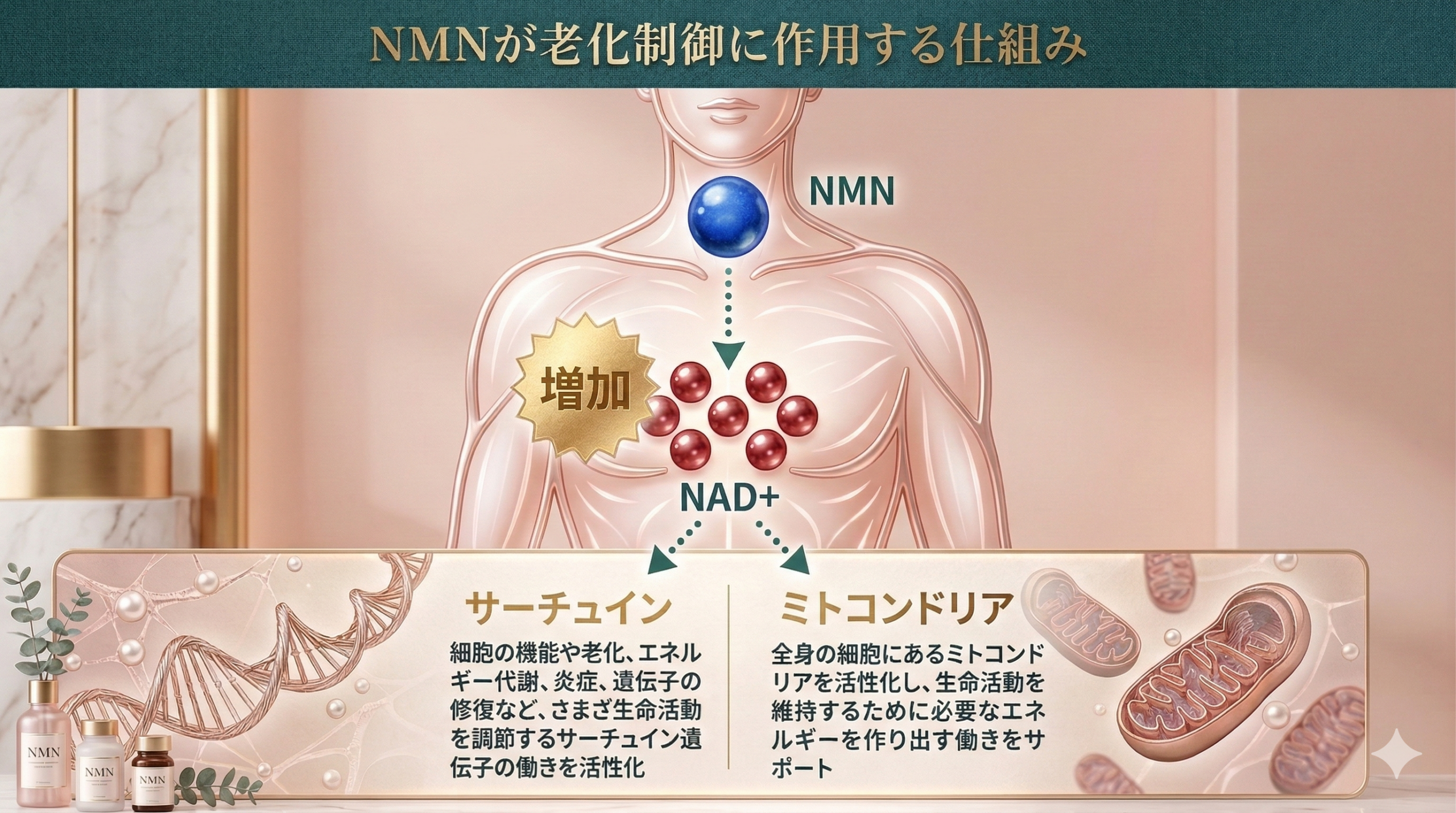 NMNがサーチュインとミトコンドリアに働きかける