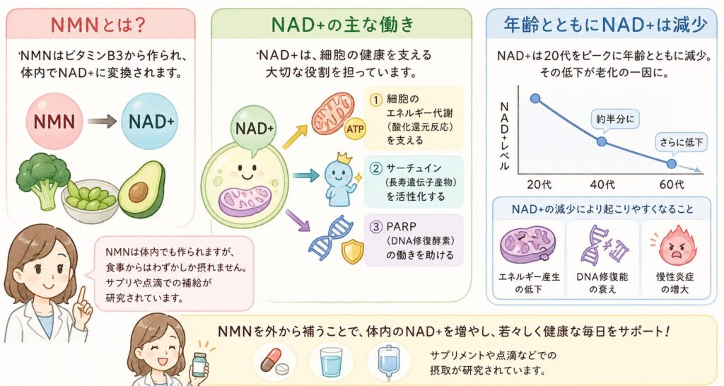 NMNとは何か？なぜ注目されるのか

NMN（ニコチンアミドモノヌクレオチド） は、ビタミンB₃（ナイアシン）の一種で、体内で NAD⁺（ニコチンアミドアデニンジヌクレオチド） に変換されます。

NAD⁺は次のような重要な働きを担っています。

細胞のエネルギー代謝（酸化還元反応）を支える

サーチュイン（長寿遺伝子産物） を活性化する

PARP（DNA修復酵素） の働きを助ける

加齢とともに体内のNAD⁺は減少し、そのことが老化や生活習慣病の一因になることが研究で示されています。そこで、前駆体であるNMNを補うことで体内NAD⁺を増やし、細胞の若返りや老化関連疾患の予防につなげようという発想が注目を集めています。
