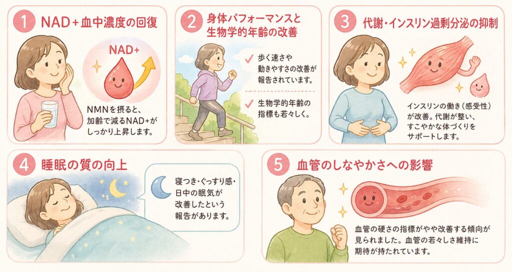 NMNの効果｜最新研究でわかっている5つのこと