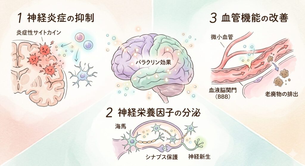 パラクリン効果