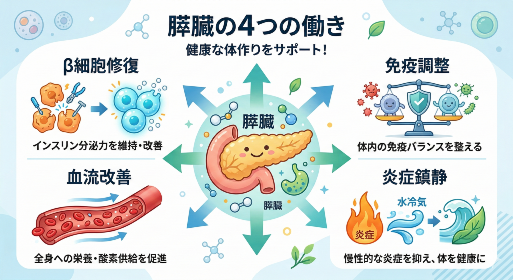 幹細胞はどのように膵臓に働いて糖尿病を治療するのか