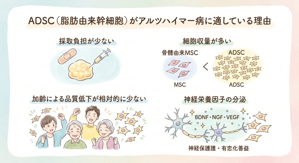 ADSC（脂肪由来幹細胞）がアルツハイマー病に適している理由

当院がADSC（脂肪由来幹細胞）を認知症・アルツハイマーの幹細胞治療に採用している理由は主に4点あります。

採取負担が少ない — 脂肪吸引による自家採取が比較的低侵襲で、局所麻酔・日帰りで20mL程度の採取が可能

細胞収量が多い — 同量の組織から得られる幹細胞数は、骨髄由来MSCと比べて約100〜500倍

加齢による品質低下が相対的に少ない — 年齢を重ねても採取可能性や増殖能が比較的保たれる

神経栄養因子の分泌 — BDNF・NGF・VEGFなど、神経保護・血管新生に関わるサイトカインを豊富に分泌

これらの性質は、アルツハイマー病の病態ターゲット（慢性神経炎症・神経細胞の機能低下・血管機能障害）と親和性が高いと考えられています。