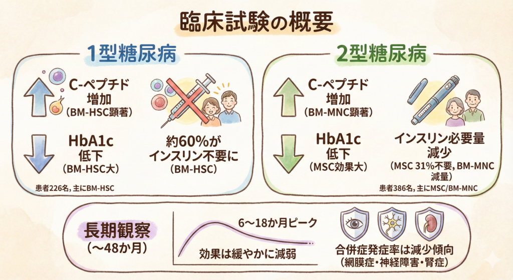臨床試験の概要

このメタアナリシスでは、2018年11月までに発表された21件の臨床試験を対象としています。

1型糖尿病：10件（患者226名、主に骨髄造血幹細胞（BM-HSC）療法）

2型糖尿病：11件（患者386名、主に間葉系幹細胞（MSC）や骨髄単核球細胞（BM-MNC）療法）

フォローアップ期間：12週間（約3か月）〜48か月

＜1型糖尿病における効果＞

C-ペプチド（体内インスリン産生の指標）

6つの試験（115名）で、治療12か月後に有意な増加（平均+0.41、P < 0.001）

BM-HSC療法（105名）では特に改善が顕著（平均+0.49、P < 0.001）

MSC療法（10名）では大きな変化なし

HbA1c（平均血糖値の指標）

5つの試験（112名）で有意に低下（平均-3.46、P < 0.001）

BM-HSC療法（104名）では低下幅が大きい（平均-4.11、P < 0.001）

MSC療法（8名）では有意差なし

インスリン必要量の変化

BM-HSC療法：152名中91名（約60%）がインスリン不要に

MSC療法：15名中3名（20%）がインスリン不要、8名（53%）は投与量を50%以上減量

＜2型糖尿病における効果＞

C-ペプチドの増加

7つの試験（100名）で有意な増加（平均+0.33、P < 0.001）

BM-MNC療法（58名）で顕著な増加（平均+0.36、P < 0.001）

MSC療法（42名）では統計的に有意な変化は認められず

HbA1cの低下

9つの試験（187名）で有意に低下（平均-0.87、P < 0.001）

MSC療法（73名）で特に効果大（平均-1.54、P < 0.001）

BM-MNC療法（114名）では明確な改善はなし

インスリン必要量の変化

5つの試験（58名）で、平均約36単位の減少

MSC療法：31%がインスリン不要に

BM-MNC療法：21%がインスリン不要、46%が50%以上の減量に成功 

長期観察（36か月）では、効果は6〜18か月でピークを迎え、その後は緩やかに減弱。ただし、糖尿病性網膜症・神経障害・腎症の発症率は減少傾向