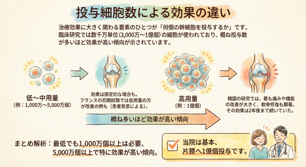 投与細胞数による効果の違い