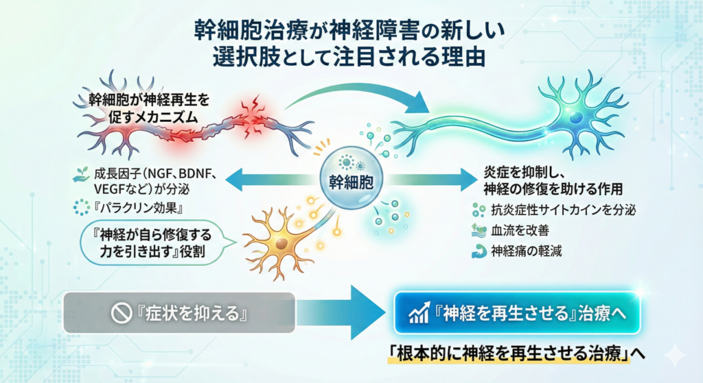幹細胞治療が神経障害の新しい選択肢として注目される理由

幹細胞が神経再生を促すメカニズム

幹細胞は、自分自身を増やす「自己複製能力」と、さまざまな細胞に分化する「多分化能」を持っています。
これを利用して、損傷した神経の修復をサポートするのが再生医療（幹細胞治療）です。

投与された幹細胞は、神経細胞そのものに分化するわけではなく、周囲の環境を整えることで修復を促します。
具体的には、幹細胞が分泌する成長因子（NGF、BDNF、VEGFなど）が神経の生存を助け、損傷部位の炎症を抑えながら再生を促進します。

この「パラクリン効果」と呼ばれる働きによって、幹細胞は直接的な細胞置換よりも、「神経が自ら修復する力を引き出す」役割を果たすと考えられています。

炎症を抑制し、神経の修復を助ける作用

神経障害では、炎症が長期間持続することで神経のダメージがさらに悪化します。
幹細胞はこの炎症を抑える抗炎症性サイトカインを分泌し、同時に損傷部位の血流を改善する作用があります。

これにより、酸素と栄養が神経細胞へ届きやすくなり、細胞の回復を助ける環境が整います。
また、炎症が抑えられることで神経痛の軽減にもつながると考えられています。

このように幹細胞治療は、単に「神経を置き換える治療」ではなく、「神経が再生できる環境を再構築する治療」として注目されています。

「症状を抑える」から「神経を再生させる」治療へ

従来の神経障害治療は、「痛みを抑える」「しびれを軽減する」といった対症療法が中心でした。
しかし、幹細胞治療はこれまで難しいとされてきた「神経そのものの再生」を目指す新しいアプローチです。

幹細胞が持つ修復・再生能力を活かすことで、損傷した神経が再び機能を取り戻す可能性があるのです。
つまり、「症状を抑える治療」から「根本的に神経を再生させる治療」へ──。

この転換こそが、幹細胞治療が多くの専門医から注目される理由であり、神経障害治療における大きな希望となっています。


