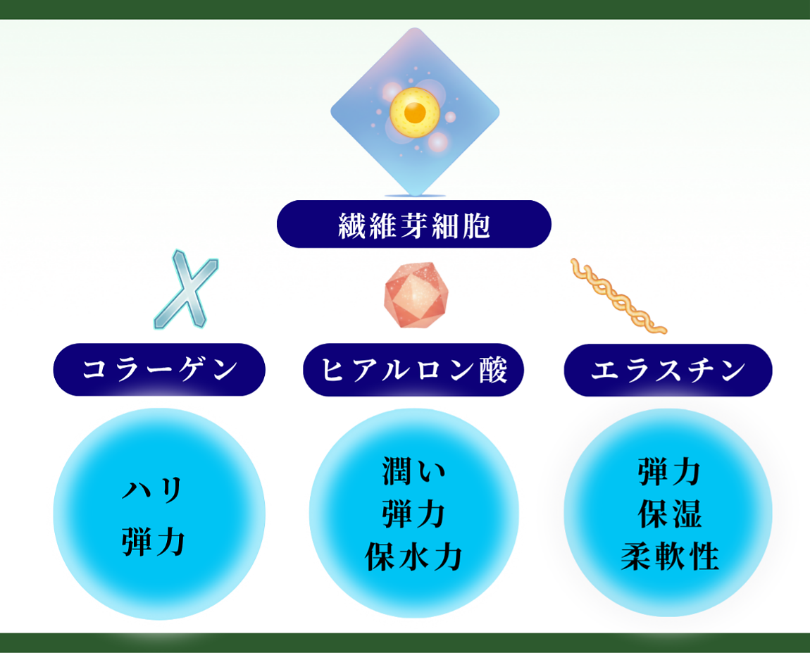 線維芽細胞移植が選ばれる3つの理由