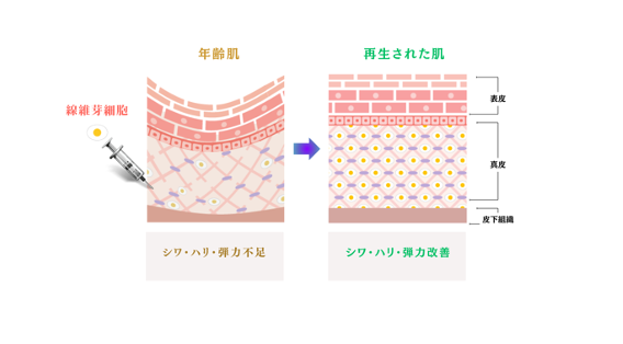 アンチエイジング効果