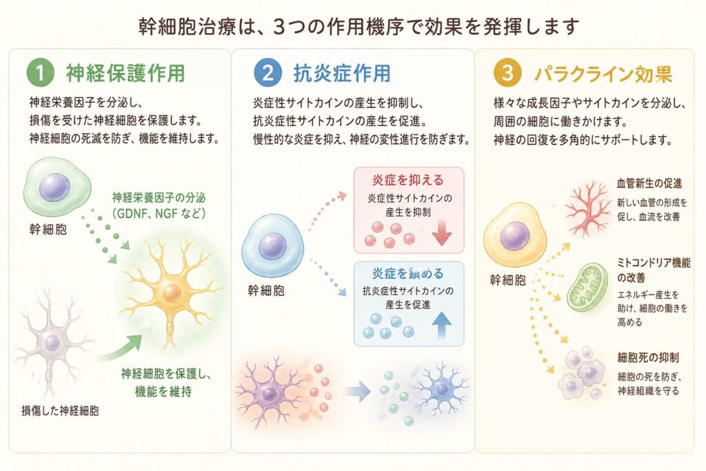 幹細胞治療のメカニズム：3つの作用機序

どのように効果を発揮するのか

幹細胞治療がMSAに効果を示すメカニズムは、主に以下の3つです。

1. 神経保護作用

幹細胞は、GDNF（グリア細胞由来神経栄養因子）やNGF（神経成長因子）などの神経栄養因子を分泌し、損傷を受けた神経細胞を保護します。これにより、神経細胞の死滅を防ぎ、機能を維持します。

2. 抗炎症作用

MSAでは慢性的な炎症が神経変性を加速させますが、幹細胞は強力な抗炎症作用を持ち、炎症性サイトカインの産生を抑制し、抗炎症性サイトカインの産生を促進します。

3. パラクライン効果

幹細胞は様々な成長因子やサイトカインを分泌し、周囲の細胞に働きかけます。これにより、血管新生の促進、ミトコンドリア機能の改善、細胞死の抑制などが起こります。
