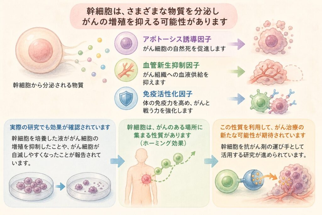 幹細胞の抗癌作用の可能性

最新の研究では、幹細胞には癌細胞に対して抑制的に働く可能性があることがわかってきました。幹細胞が分泌する物質の中には、以下のような抗癌作用を持つものが含まれています：

アポトーシス誘導因子：癌細胞の自然死（プログラム細胞死）を促進する物質

血管新生抑制因子：癌組織への血液供給を抑える物質

免疫活性化因子：体の免疫力を高め、癌と戦う力を強化する物質

実際の研究では、幹細胞を培養した液（幹細胞が分泌した物質を含む培地）が癌細胞の増殖を抑制したという報告があります。また、幹細胞が乳癌細胞に対して抗アポトーシス遺伝子の発現を抑制し、癌細胞が自滅しやすくなったという研究結果も発表されています。

さらに興味深いのは、幹細胞には腫瘍のある部位に集まる性質（ホーミング効果）があることです。この特性を利用して、幹細胞を抗癌剤の運び手として活用する研究も進められており、癌治療の
