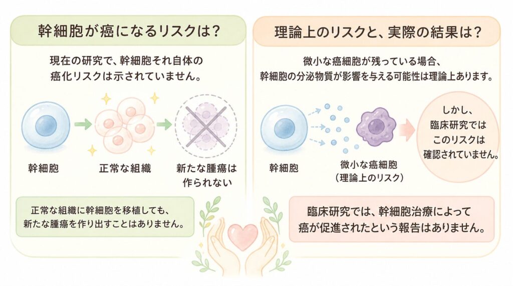 癌促進リスクに関する懸念と科学的検証

一方で、幹細胞が持つ組織修復作用が癌細胞にも働いてしまうのではないか、という懸念も当初はありました。しかし、この懸念について重要な点を整理しておきましょう。

まず、幹細胞それ自体が癌化するリスクについては、現在の研究で明確な証拠は示されていません。正常な組織に幹細胞を移植しても、新たな腫瘍を作り出すことはないと報告されています。幹細胞そのものは腫瘍を新生する能力を持たないのです。

理論上のリスクとして指摘されているのは、体内に微小な癌細胞が残存している場合に、幹細胞の分泌物質がそれらに影響を与える可能性です。しかし後述するように、臨床研究ではこうしたリスクは実際には確認されていません。