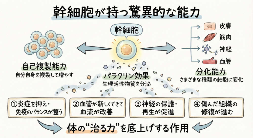 幹細胞が持つ驚異的な能力