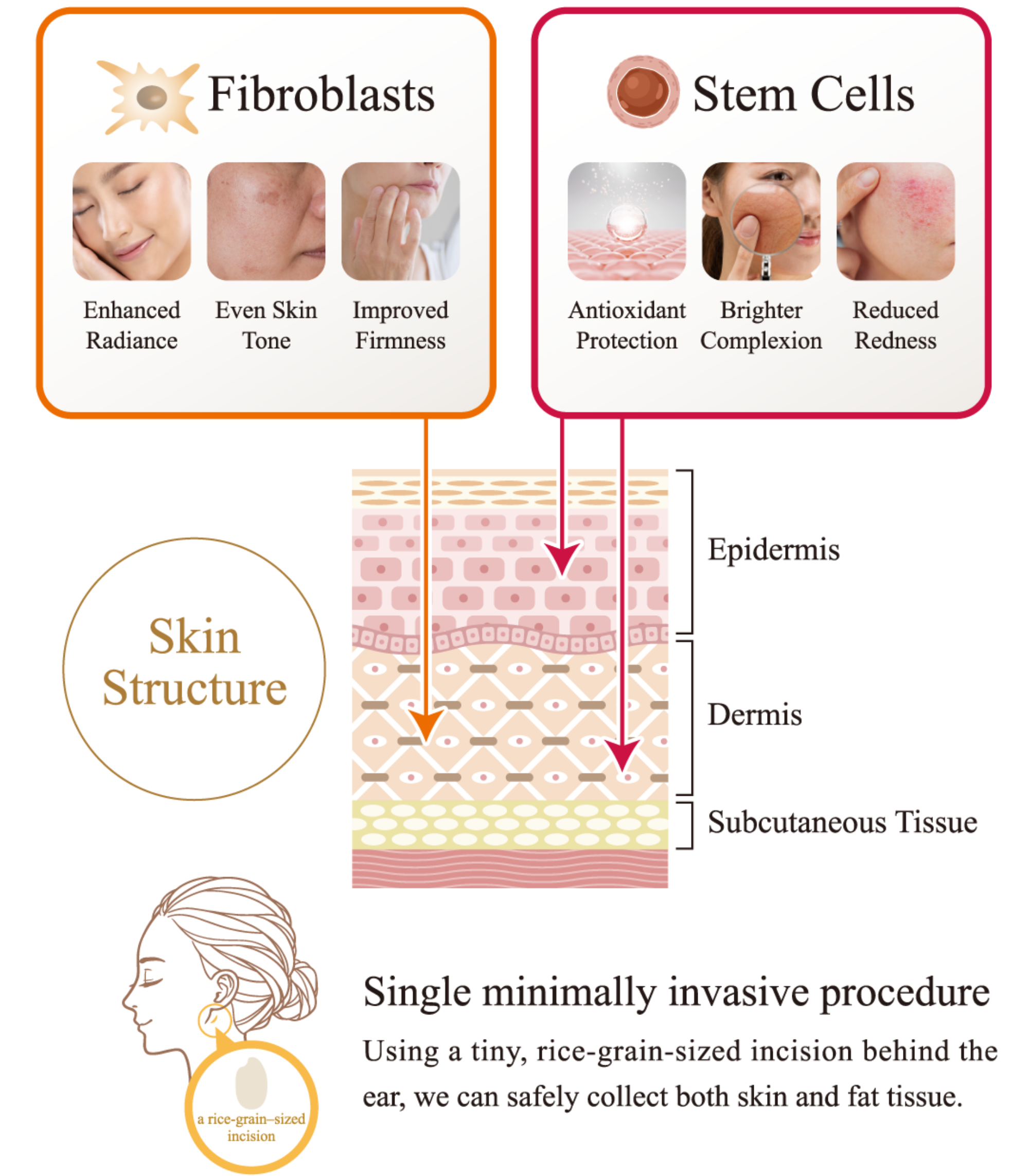 Synergistic Effects of Dual-Cell Therapy