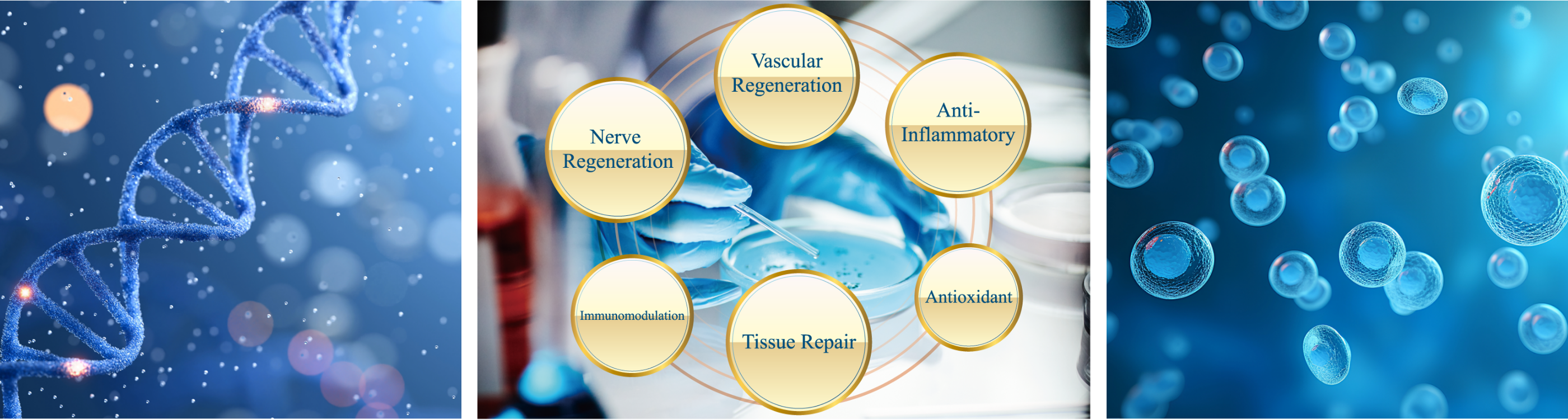 How Stem Cell Therapy Works