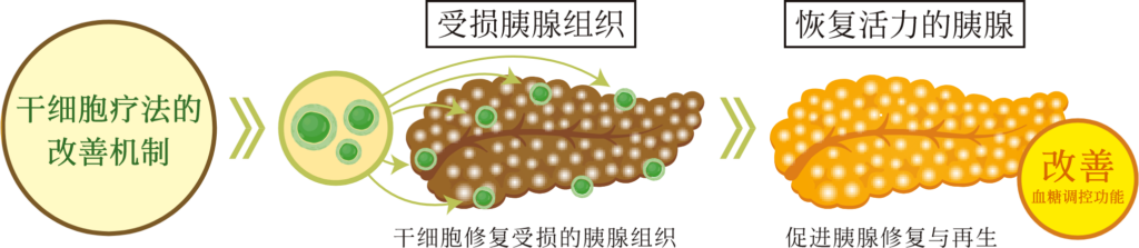 干细胞疗法的改善机制
