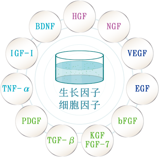 生长因子细胞因子