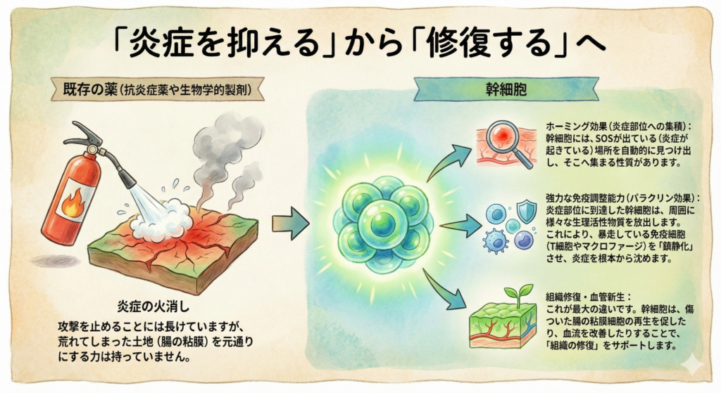 「炎症を抑える」から「修復する」へ
既存の薬(抗炎症薬や生物学的製剤)の主な役割は、あくまで「炎症の火消し」です。攻撃を止めることには長けていますが、荒れてしまった土地(腸の粘膜)を元通りにする力は持っていません。
一方で、幹細胞には以下の3つの特殊な能力があります。
ホーミング効果(炎症部位への集積):幹細胞には、SOSが出ている(炎症が起きている)場所を自動的に見つけ出し、そこへ集まる性質があります。
強力な免疫調整能力(パラクリン効果):炎症部位に到達した幹細胞は、周囲に様々な生理活性物質を放出します。これにより、暴走している免疫細胞(T細胞やマクロファージ)を「鎮静化」させ、炎症を根本から沈めます。
組織修復・血管新生:これが最大の違いです。幹細胞は、傷ついた腸の粘膜細胞の再生を促したり、血流を改善したりすることで、「組織の修復」をサポートします。