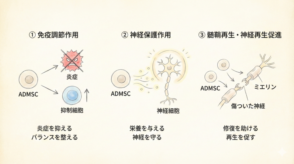 幹細胞治療の多発性硬化症に対する3つの作用メカニズム