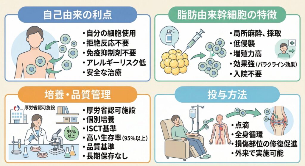 自己由来(autologous)の利点:患者様ご自身の細胞を使用するため、拒絶反応や免疫抑制剤の必要がありません。アレルギーリスクも極めて低く、安全性の高い治療法です。
脂肪由来幹細胞の優位性:脂肪由来幹細胞は、骨髄幹細胞と比較して、局所麻酔のみで採取できる低侵襲さ、増殖能の高さ、パラクライン効果の強さなどの利点があります。入院は不要です。
ISCT基準準拠の培養・品質管理:当院では、厚生労働省に認可を得た培養施設で、受注培養(患者様ごとに個別培養)を実施しています。国際細胞治療学会(ISCT)基準に準拠した培養方法で、生存率95%以上、第3継代以内で2億個の品質基準を満たした細胞のみを使用します。1度に作り置きしての長期間の冷凍保存は行いません。
点滴投与による全身アプローチ:当院では、末梢静脈からの点滴投与(約1時間~90分)を採用しています。投与された幹細胞は全身の血流に乗って循環し、損傷した血管内皮に集積して修復を促します。外来で受けられる治療であり、入院は不要です。
