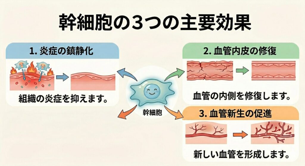 幹細胞の硬化への効果3点
炎症の鎮静化
血管内皮の修復
血管新生の促進