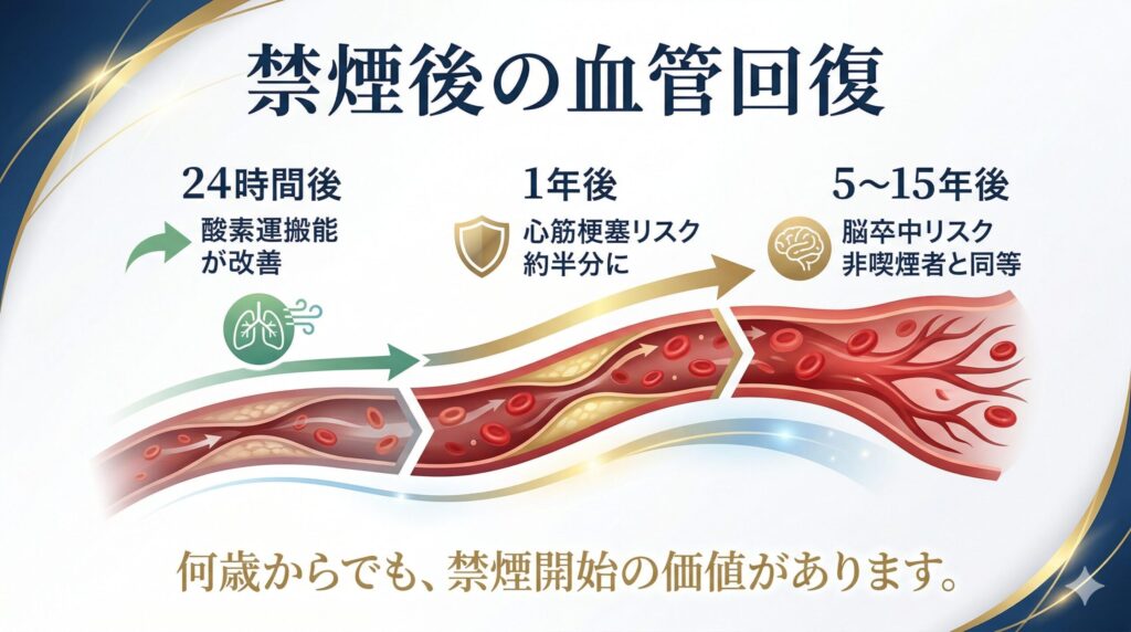 禁煙後の血管回復タイムライン:
24時間後:血中の一酸化炭素が正常値に戻り、酸素運搬能が改善
2〜12週間後:血管収縮が改善し、末梢循環が良くなる
1年後:心筋梗塞リスクが喫煙者の約半分に低下
5〜15年後:脳卒中リスクが非喫煙者と同等レベルに
「今さら禁煙しても遅い」ということは決してありません。何歳であっても、禁煙開始の価値があります。