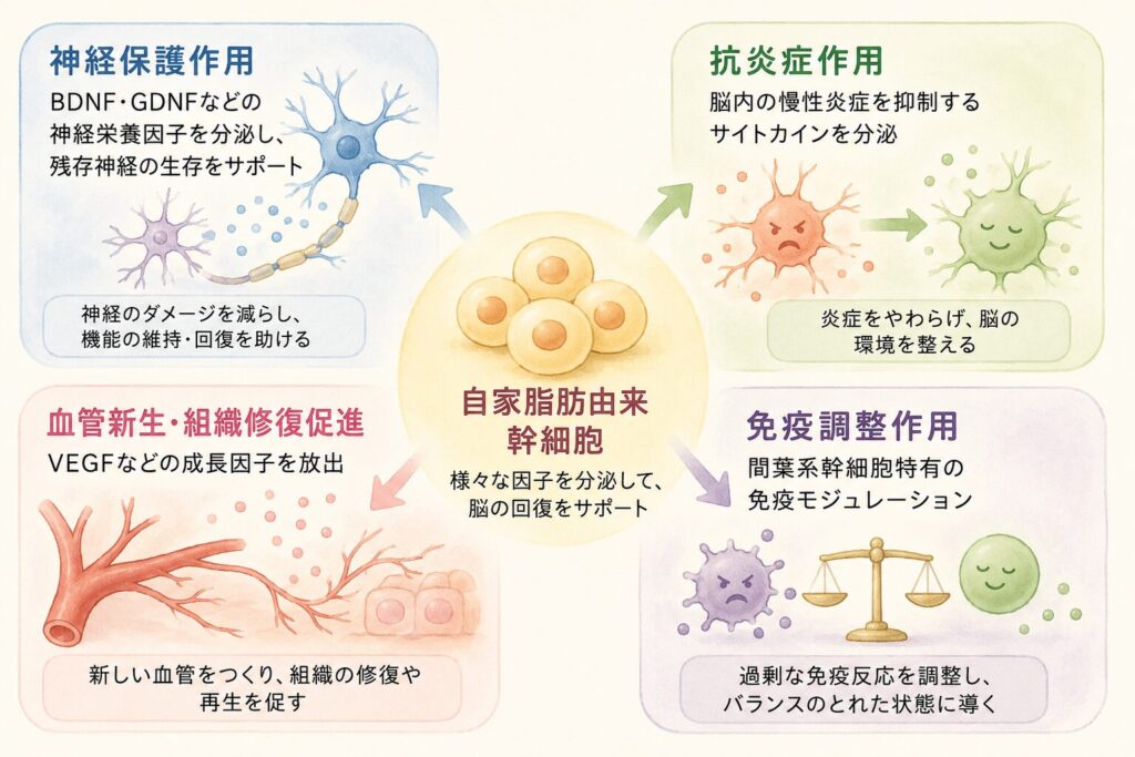 自家脂肪由来幹細胞の主な作用機序は以下の通りです。

神経保護作用：BDNF・GDNFなどの神経栄養因子を分泌し、残存神経の生存をサポート

抗炎症作用：脳内の慢性炎症を抑制するサイトカインを分泌

血管新生・組織修復促進：VEGFなどの成長因子放出

免疫調整作用：間葉系幹細胞特有の免疫モジュレーション